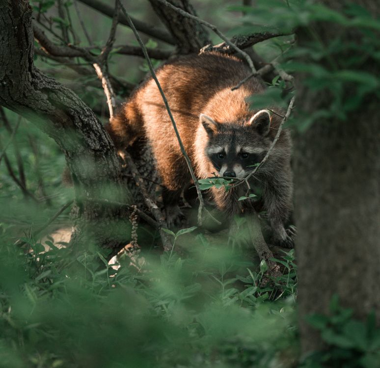 Raccoon peering through branches in a woodland habitat